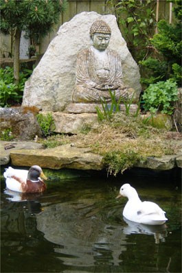ducks
